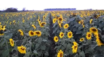 Sarıkoca, Ayçiçeği Hasadını Yerinde İnceledi