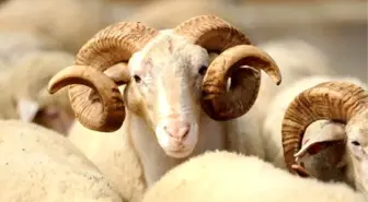 Bu senenin yeni modası: 'e-kurban'