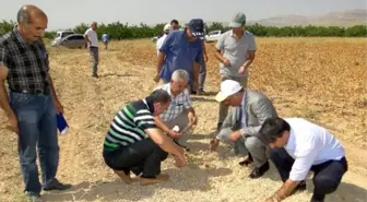 Akçadağ'da Aspir Tarla Günü Yapıldı