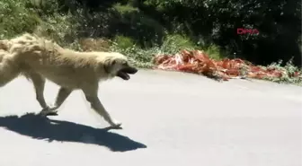 Kurtköy Ormanlarında Başıboş Halde 3 Bin Köpek Yaşıyor