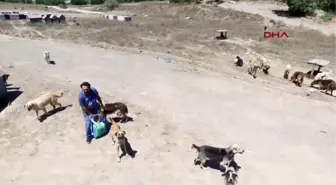 Kurtköy Ormanında 3 Bin Köpek 2