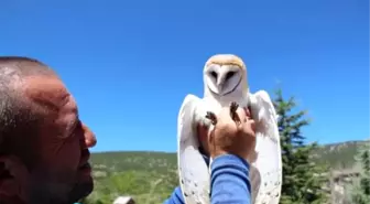 Peçeli Baykuş Burdur'da Tedavi Ediliyor