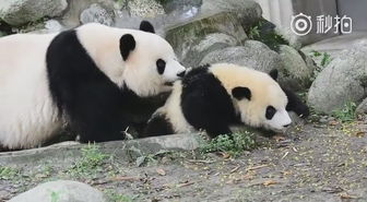Annesinin Banyo Israrlarından Kaçmaya Çalışan Yavru Panda