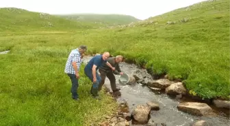 Çambaşı Derelerine 50 Bin Alabalık Bırakıldı