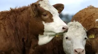 Kurban Pazarının En Büyükleri 11 Bin ile 2 Bin Liradan Satışa Çıkarıldı