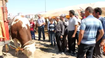 'Kurban Pazarının Kralı'na Talip Çok Alan Yok