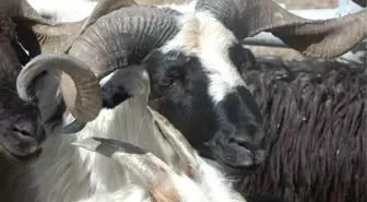 Van'da Kurbanlıklar Pazara İndi