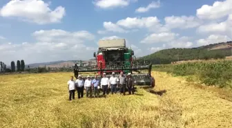 Gönen'de Çeltik Hasadı Törenle Başladı