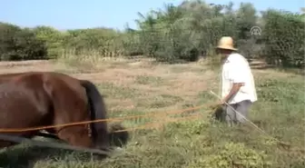 Silifke'de Fıstık Hasadı Başladı