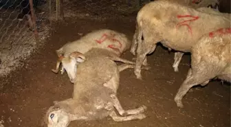 Antalya'da Akıma Kapılan 61 Kurbanlık Telef Oldu