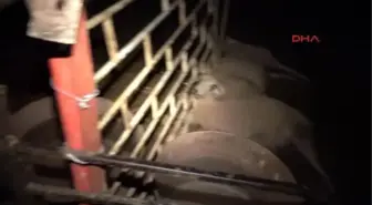 Antalya Elektrik Akımına Kapılan Kurbanlıklar Telef Oldu