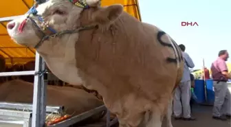 En Temiz Kurban Çadırında 24 Saat Dışkı Nöbeti