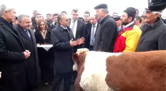 Kars'ta Çiftçilere Damızlık Boğa Dağıtlıdı