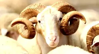 Banka kredisi ile kurban kesilir mi ? Kredi ile kurban kesmek