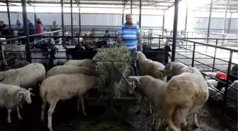 Kurban Pazarının 'Kocaoğlan'Ları İlgi Görüyor