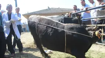 Kurbanlık Yatırmanın Püf Noktası