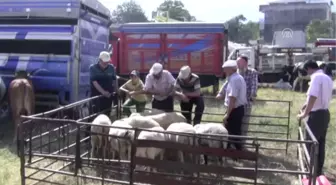 Kurban Pazarlarında Arife Hareketliliği