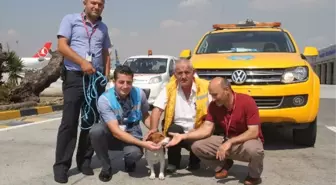 Havalimanı Apronunda Kaybolan Köpek Ekipleri Alarma Geçirdi