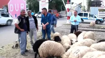 Tren Hattında Tehlikeli Kurbanlık Satışı