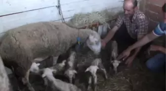 Hayrabolu'da Çiftçinin Koyunu Bir Batında 5 Kuzu Dünyaya Getirdi