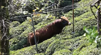 Kaçan Kurbanlık İki Kişiyi Hastanelik Etti