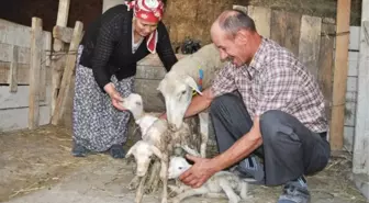 Beşiz Doğuran Koyun Herkesi Şaşkına Çevirdi