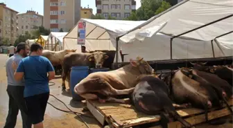 İstanbul'da Kurban Fiyatları Düştü