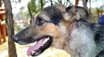 Yozgat'ta Kamyonet Kasasına Bağlı Köpeği Çocuklar Kurtardı