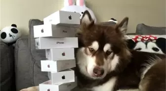 Çinli Zengin Adam, Köpeğine 8 adet iPhone 7 aldı