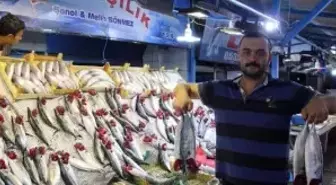 Karadeniz'de Palamut Bereketi