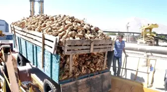 Uşak'ta Şeker Pancarı Alımları Başladı