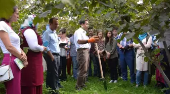 Fındıkta Verim ve Kalite Artırılacak