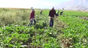Pancarın Şekere 'Tatlı' Yolculuğu - Kahramanmaraş