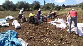 Türkiye'nin İlk 'Beyaz Patates' Hasadı Yapılacak