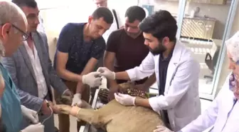 Kedi ve Köpeklerde Kanser Vakaları Artıyor'