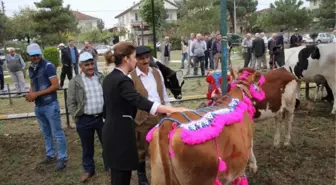 Tarım Festivalinde Yarışmaya İnekleri Süsleyip Getirdi