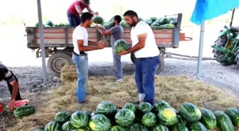 Iğdır Karpuzlarına Yabancı İlgisi