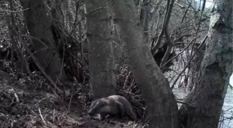 Zonguldak'ta Fotokapanla 10 Su Samuru Görüntülendi