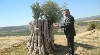 8 Asırlık Zeytin Ağacı İlk Meyvesini Verdi