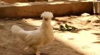 Saray Tavuğu Altın Yumurtluyor
