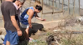 Kaldırılmayan Hayvan Leşleri Mahallelinin Tepkisini Çekti