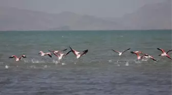 Flamingolar Van'ı Sevdi