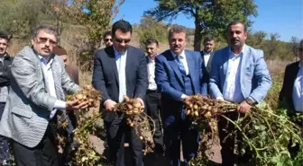 Türkiye'nin İlk 'Beyaz Patates' Hasadı Yapıldı