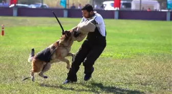 Alman Çoban Köpekleri, Sokak Hayvanları İçin Yarıştırıldı