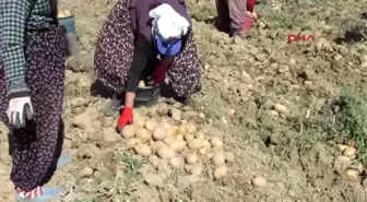 Afyonkarahisar Sandıklı'da Patates Üreticisi Umduğunu Bulamadı