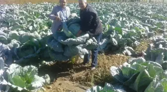 Ağrı'da Lahana Hasadı Başladı