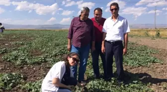 Ağrı'da Yılın İlk Kavun Hasadı Yapıldı