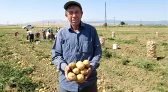 Sandıklı'da Patates Üreticisi Umduğunu Bulamadı