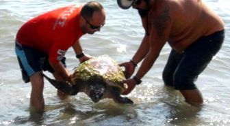 Caretta Caretta Kurtarma Operasyonu