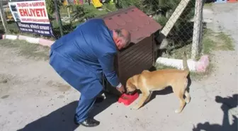 Han İlçesi Sokak Hayvanlarına Sahip Çıkıyor